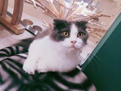 -飞行喵MR PILOT|猫舍·猫咖(静安大融城店)