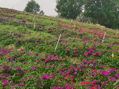 -松山湖梦幻百花洲