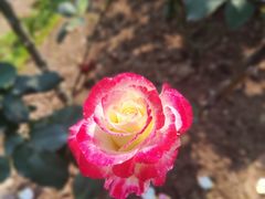 -人民公园(罗湖区)