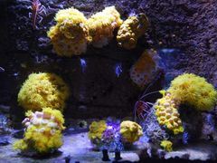 -悉尼海洋生物水族馆
