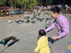 -西双版纳原始森林公园