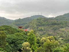 -银湖山郊野公园-相思林