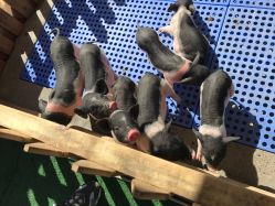 -萌宠亲子动物乐园(槐房万达店)