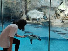 -帝企鹅自助餐厅•儿童岛•真企鹅(长隆企鹅酒店)