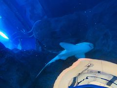 -迪拜水族馆及水下动物园