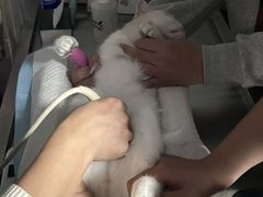 -宠颐生斯嘉宠物医院·急重症·心内科(谷阳北路分院)