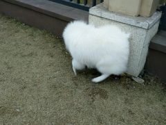 -喵宠乐园·撸猫互动·猫舍