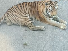 -大连森林动物园