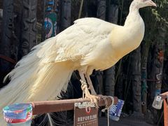 -呀路古热带植物园