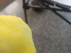 -深圳鸟咖鹦花岛