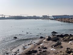-烟墩角天鹅湖