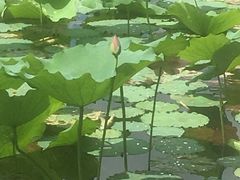 -云溪植物园