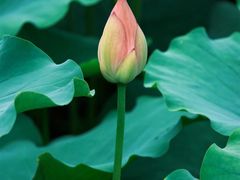 -羊亭河湿地公园