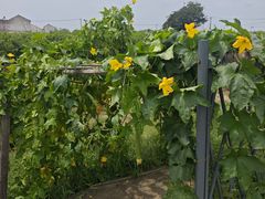 -老袁家蜜桃农场·阳山水蜜桃