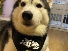 -Husky Go! 哈士奇体验馆·宠物咖啡厅狗咖