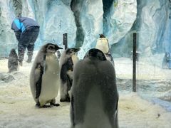 -帝企鹅自助餐厅•儿童岛•真企鹅(长隆企鹅酒店)