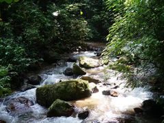 -莫里热带雨林景区
