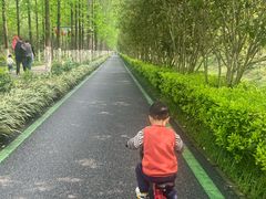 -合肥滨湖国家森林公园