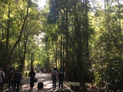 -东平国家森林公园