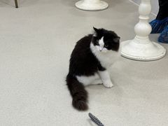 -共舞时光猫咖·狗咖(新街口店)