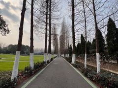 -合肥滨湖国家森林公园