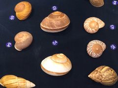 -青岛贝壳博物馆