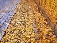 -三里屯东五街银杏大道