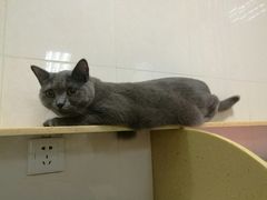 -瑞鹏宠物医院·骨科·猫科·内科(第一中心)