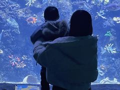 -芜湖新华联大白鲸海洋公园