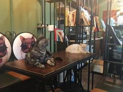 -李小姐の猫咖啡馆(五角场店)