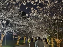 -高东镇樱花园