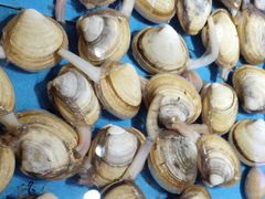 -浦江城市生活广场(江月路店)