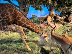 -国家自然博物馆