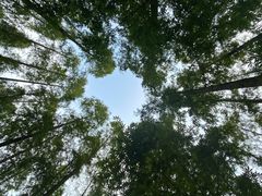 -东平国家森林公园