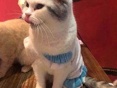 -猫色咖啡·猫咖