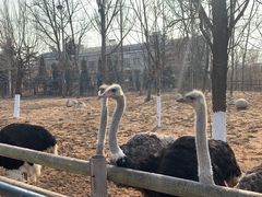 -大连森林动物园