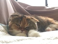 -more than meow吴止猫主题餐厅(承德 中船汇店)