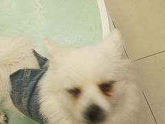 -怪兽屋·羊驼·猫咖·狗咖(俊华广场店)