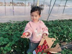 -恒绿农产品草莓采摘园