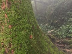 -天目山大树王景区