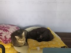 -喵屿·大理花园猫咖