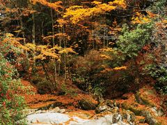 -光雾山旅游景区