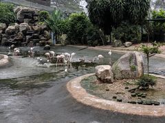 -吉隆坡雀鸟公园