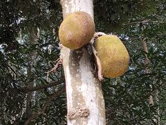 -曼丢傣家古寨
