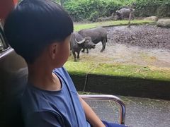 -夜间野生动物园