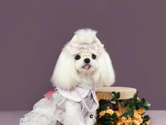 -萌宠之家·腊肠犬·马尔泰·小体犬舍