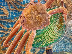 -驻海渔市(置信店)