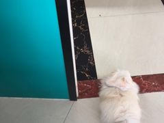 -乐琪宠物医院·犬猫专科·骨外科·急重症