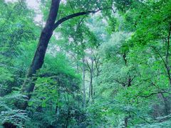 -杭州半山国家森林公园