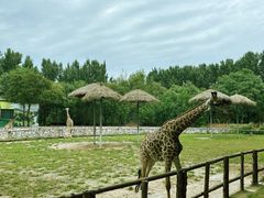 -北京野生动物园